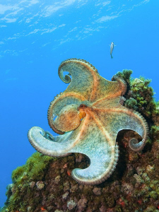 One more photo from this [:b:] "flamenco dancing Octopus[... by Roland Bach 